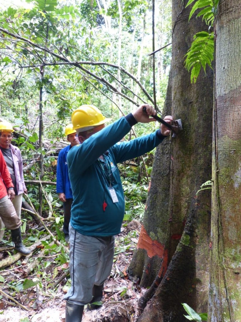 Conselho Estadual de Meio Ambiente aprova novas regras para execução de planos de manejo florestal