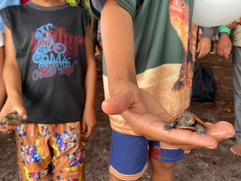 Mais de 11 mil filhotes de quelônios são devolvidos à natureza na RDS do Uatumã
