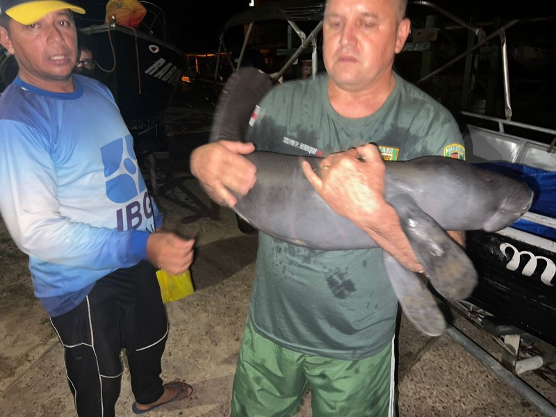 PMAM resgata filhote de peixe-boi em Parintins