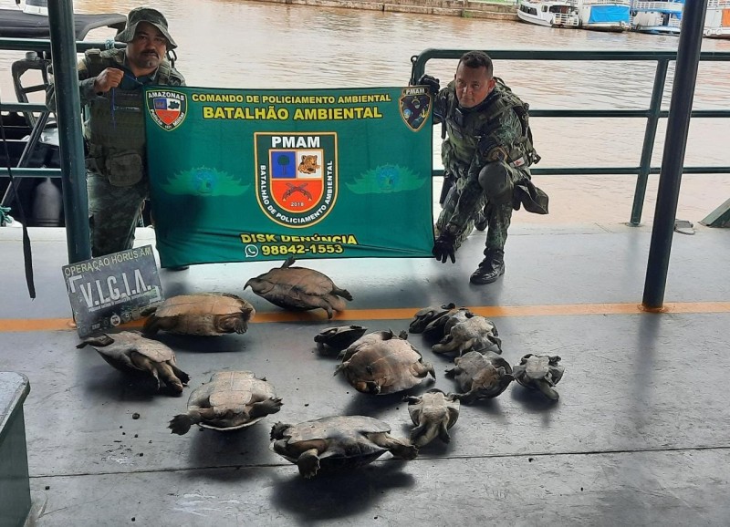 PMAM realiza soltura de quelônios, em Parintins