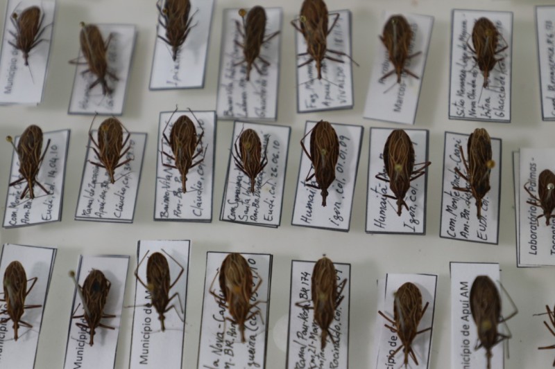 Prevenção: Saúde alerta para conscientização sobre a doença de chagas