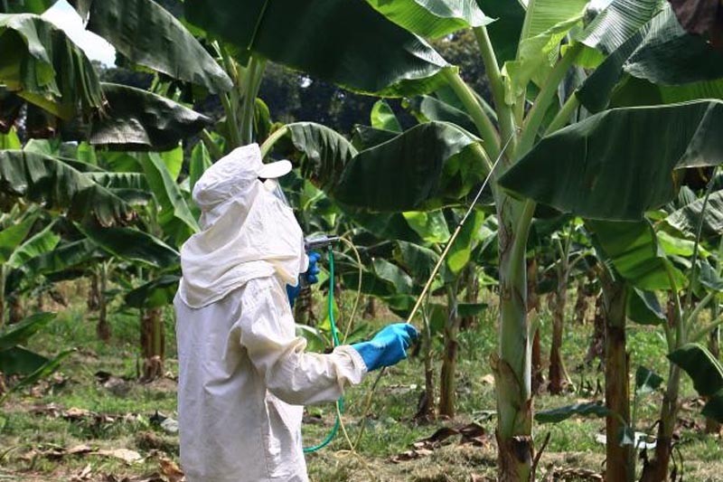 Governo do Acre e Ministério da Agricultura promovem treinamento sobre a doença mal-do-Panamá