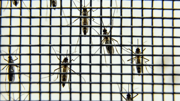 Terminais da EMTU na Grande São Paulo recebem ações de combate à dengue