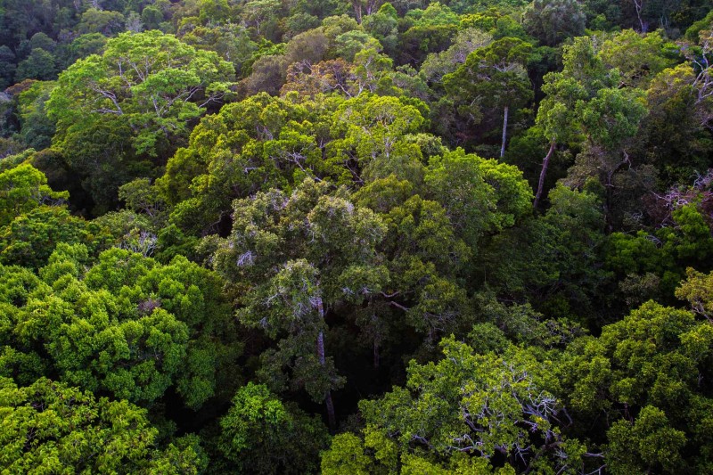 Amazonas fecha fevereiro com redução de 28,36% nos alertas de desmatamento emitidos em 2023