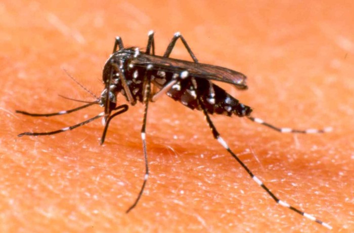 Casos de dengue aumentam 167,1% em 2023 e Saúde faz alerta sobre os cuidados