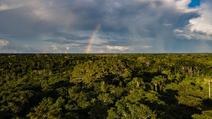 Alertas de desmatamento no Acre reduzem mais de 77% em maio