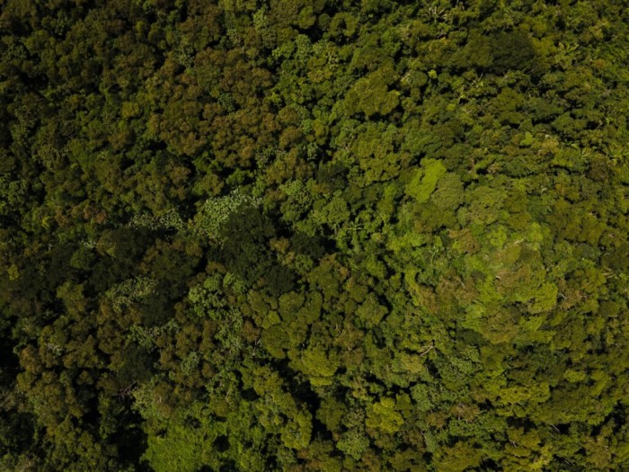 Acre inicia segundo semestre com redução nos alertas de desmatamento e focos de queimadas