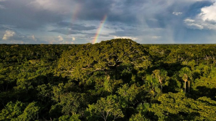 Acre apresenta redução de mais de 70% nos alertas de desmatamento em dez meses