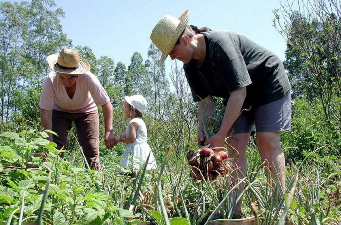 MP destina R$ 100 milhões para a compra de alimentos da agricultura familiar