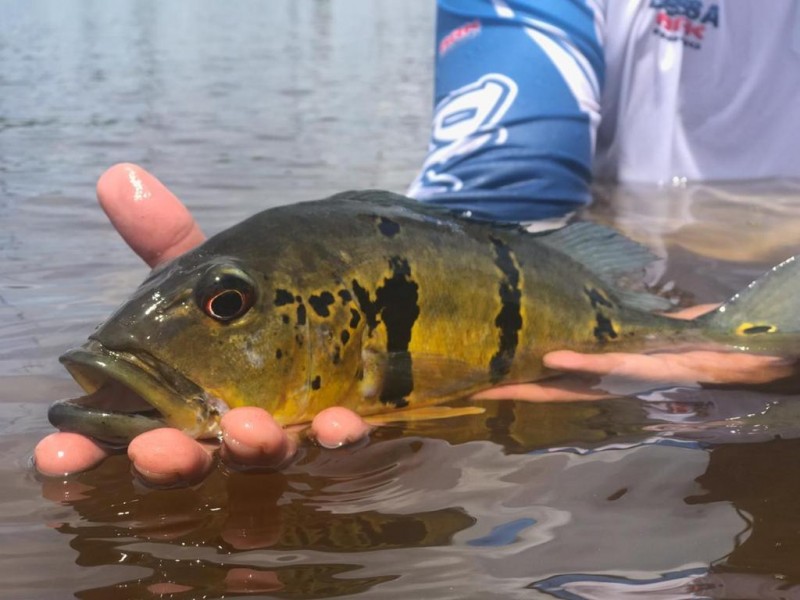 Ipaam esclarece dúvidas sobre a pesca esportiva no Amazonas