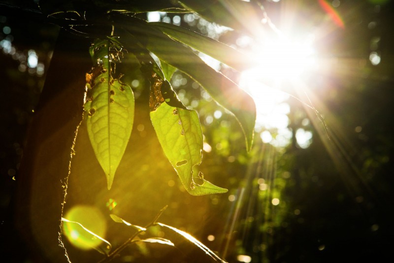 Amazonas adere à campanha global para zerar emissões de gases de efeito estufa até 2050
