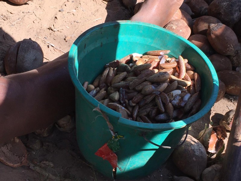 Sema acompanha Comissão da Aleam em visita a áreas de produção de babaçu no Maranhão