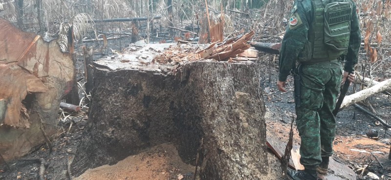 Operação Tamoiotatá detém quatro homens por crime ambiental e apreende madeira ilegal